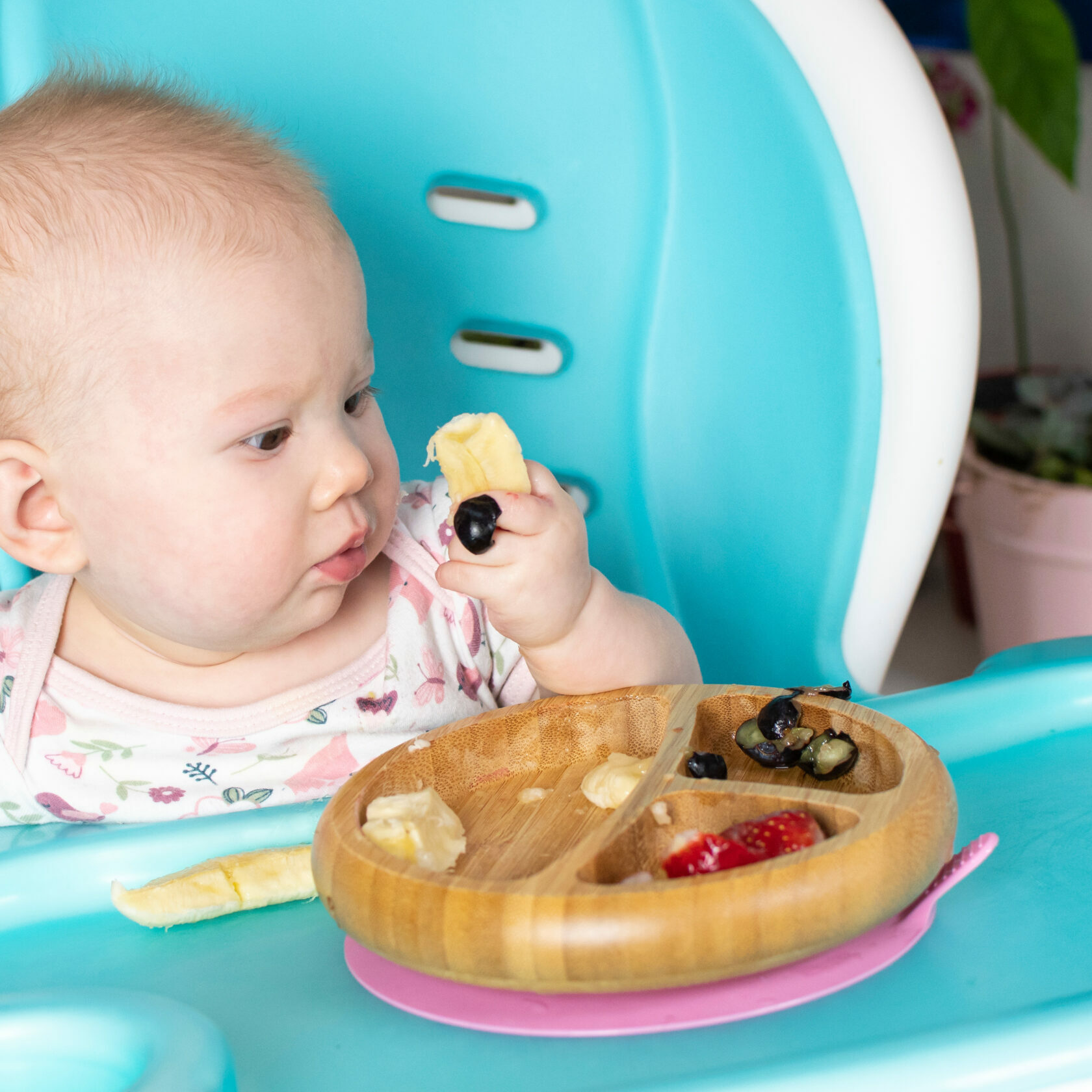 baby in highchair looking curiously at food in their fingers